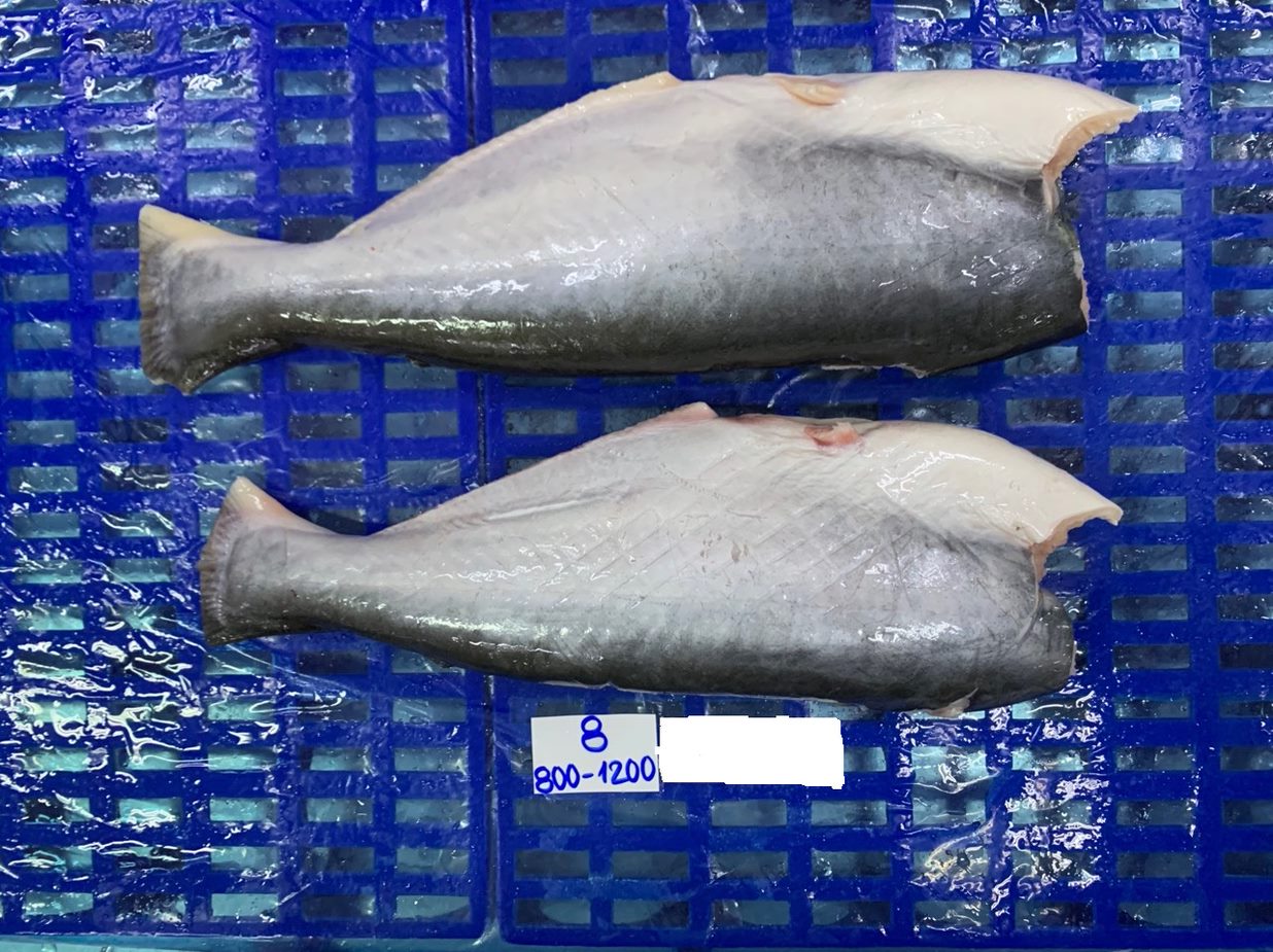 Pangasius HGT