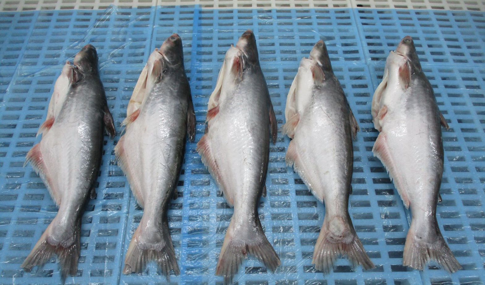 Pangasius Whole round