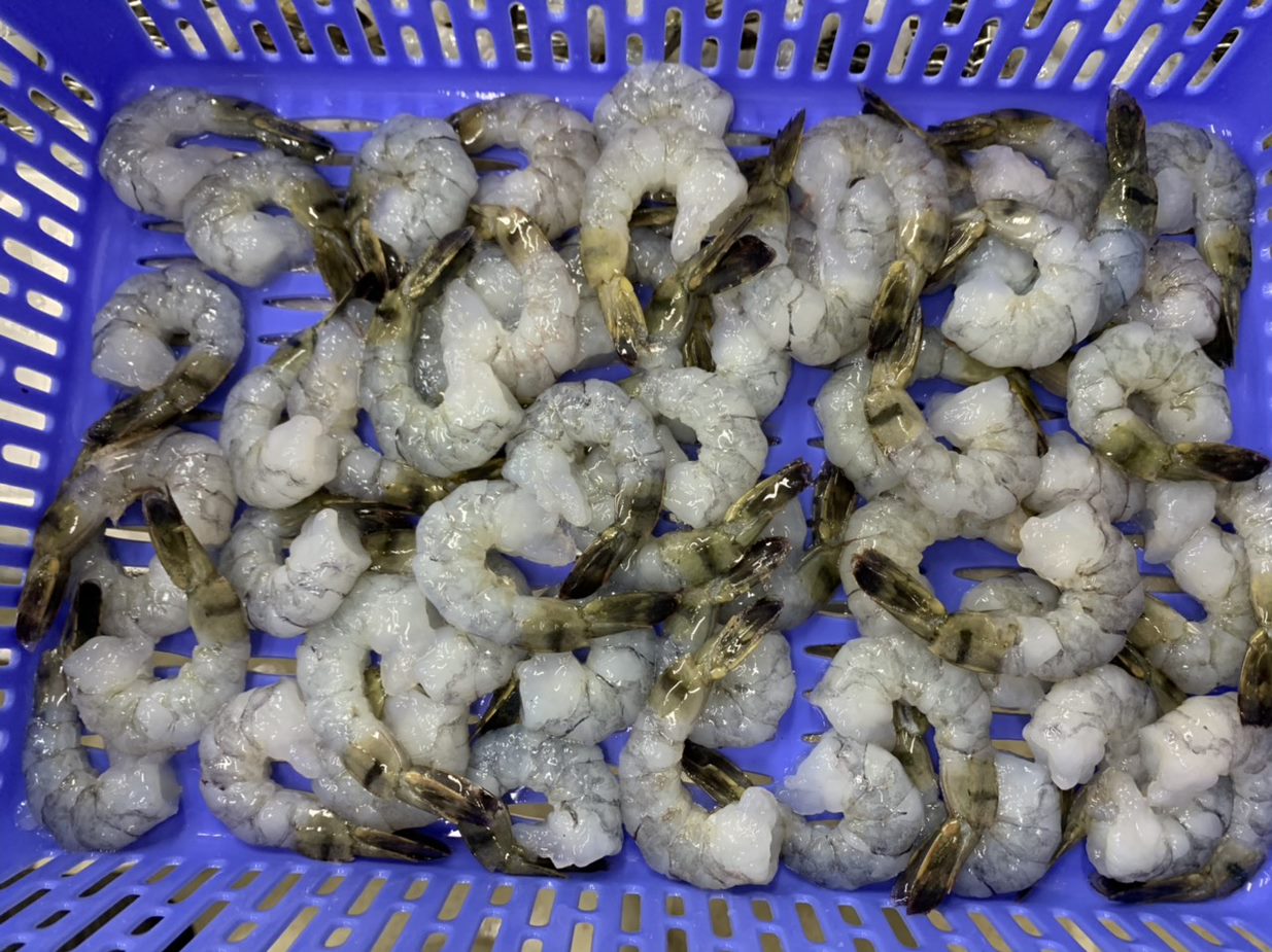 Shrimp Black Tiger PDTO